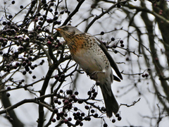 Turdus pilaris