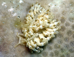 Phestilla minor
