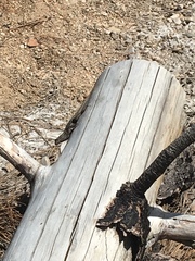 Sceloporus occidentalis