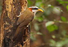 Pomatorhinus schisticeps