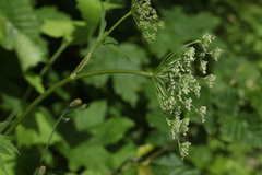 Selinum physospermifolium