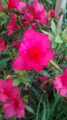 Rhododendron indicum