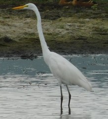 Ardea alba