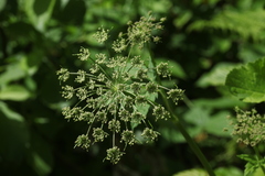 Selinum physospermifolium
