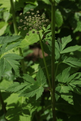 Selinum physospermifolium