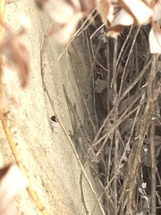 Sceloporus graciosus