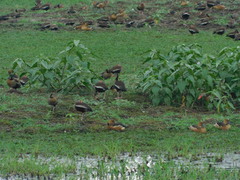 Dendrocygna autumnalis