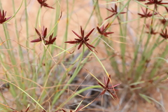 Cyperus rupestris
