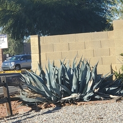 Agave