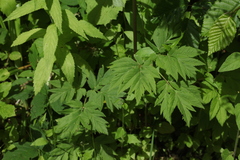 Selinum physospermifolium