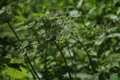 Selinum physospermifolium