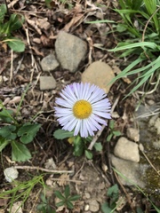 Erigeron pulchellus