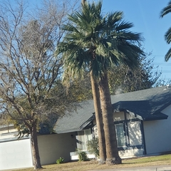 Washingtonia robusta