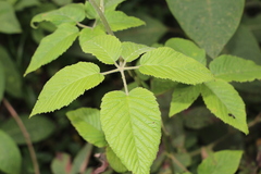 Rubus floribundus