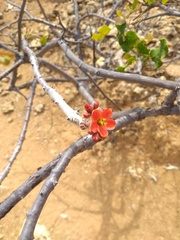Jatropha mollissima