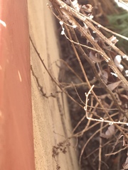 Sceloporus graciosus