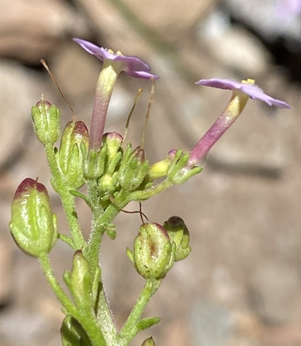 Sutera foetida, photograph 3