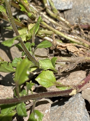 Sutera foetida, photograph 4