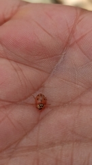 Mulsantina mexicana