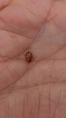 Mulsantina mexicana