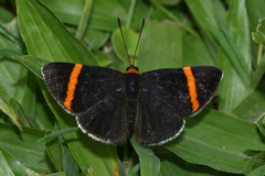Stichelia bocchoris