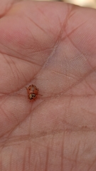 Mulsantina mexicana