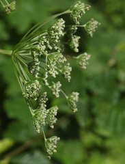 Selinum physospermifolium