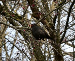 Turdus merula