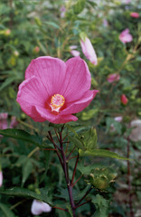 Hibiscus hybridus
