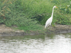 Ardea alba