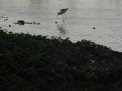 Himantopus mexicanus
