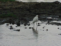 Egretta thula