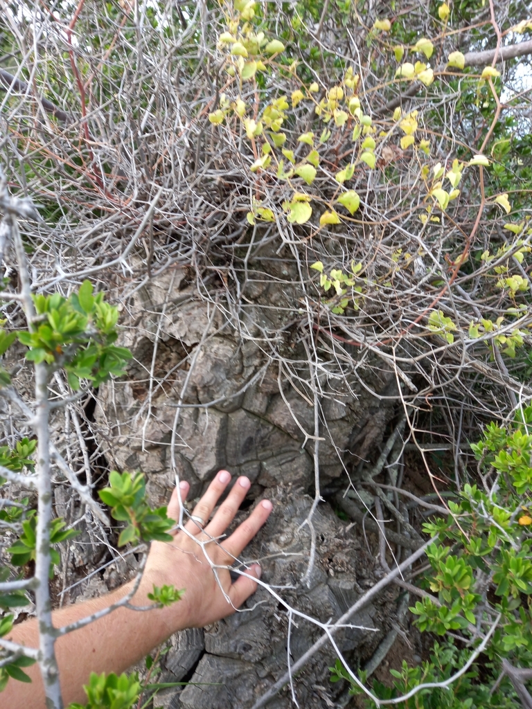 Dioscorea elephantipes