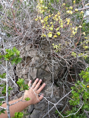 Dioscorea elephantipes