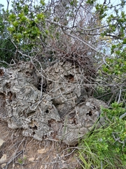 Dioscorea elephantipes