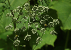 Selinum physospermifolium