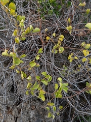 Dioscorea elephantipes