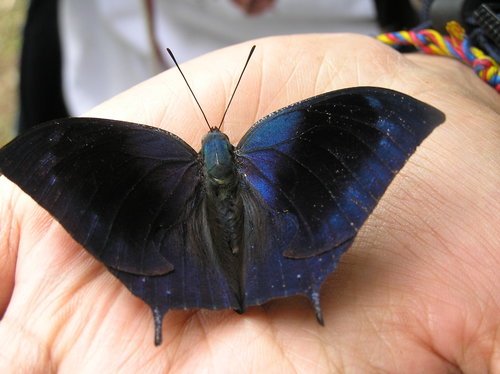 Memphis moruus