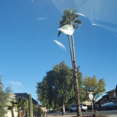 Washingtonia robusta