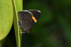 Stichelia bocchoris