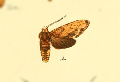Eucereon velutinum