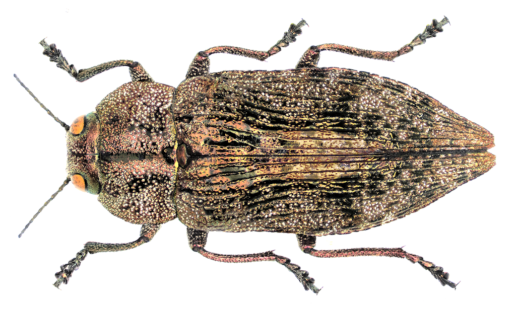 Poecilonota