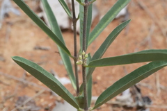Raphionacme velutina