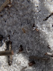 Nylanderia phantasma