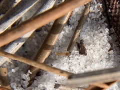 Nylanderia phantasma