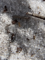 Nylanderia phantasma