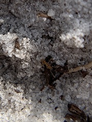 Nylanderia phantasma