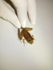 Craugastor crassidigitus