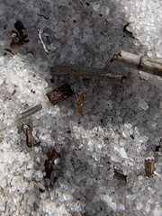 Nylanderia phantasma