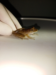 Craugastor crassidigitus